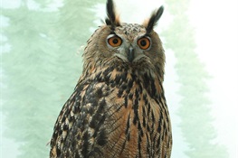 An Update on Eurasian Eagle Owl